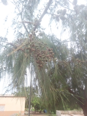 Casuarina equisetifolia