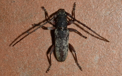 Anelaphus inermis
