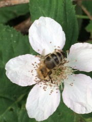 Apis mellifera