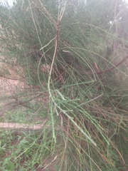Casuarina equisetifolia