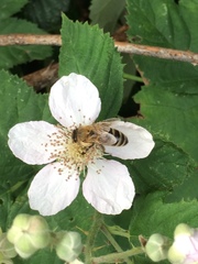 Apis mellifera