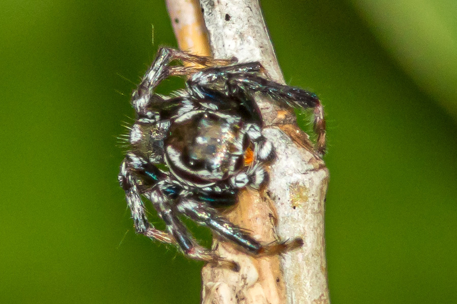 Phenasurya