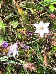 Triteleia peduncularis