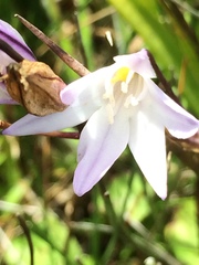 Triteleia peduncularis