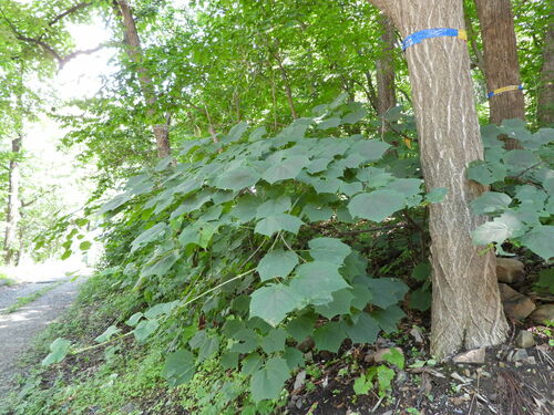 Image of Acer tegmentosum by (c) Анна Васильченко, some rights reserved (CC BY)