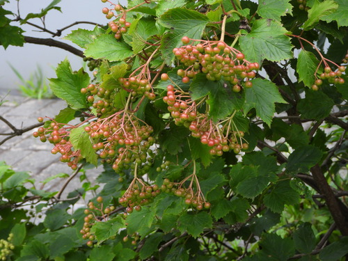 Asian Guelder Rose