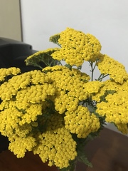 Achillea filipendulina