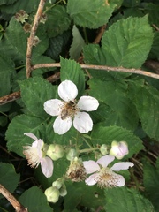 Rubus fruticosus
