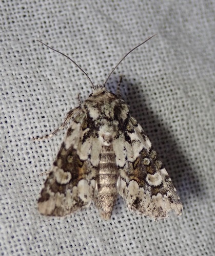 Collared Arches Moth photo 6