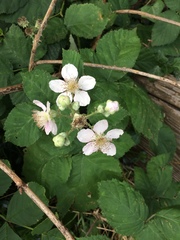 Rubus fruticosus