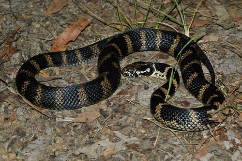Stephens' Banded Snake sighting