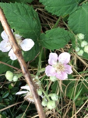 Rubus fruticosus