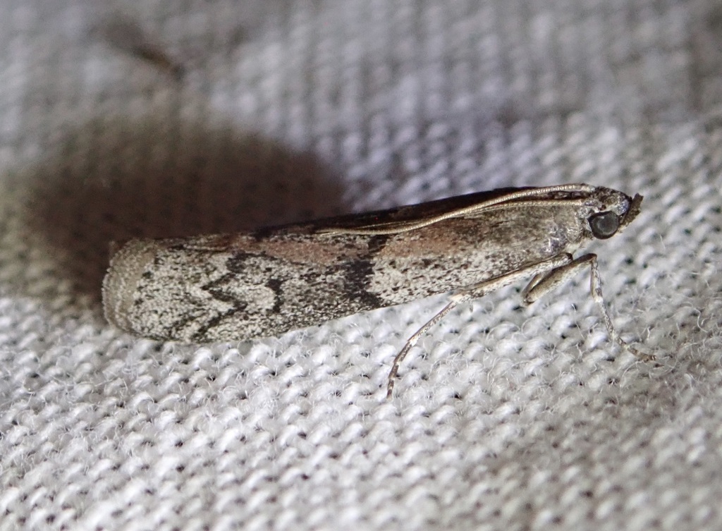 Honey-comb Knot-horn