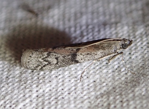 Honey-comb Knot-horn