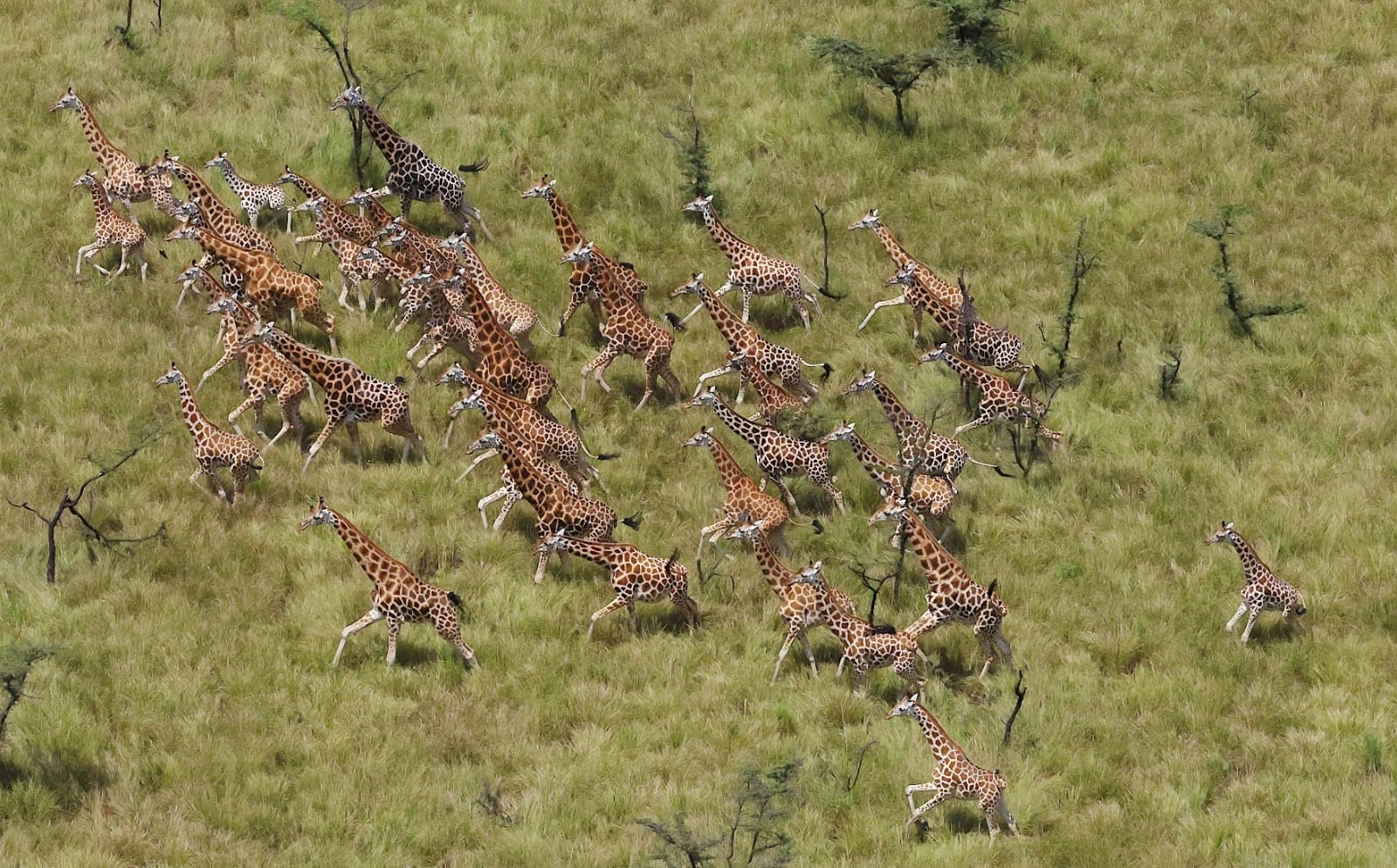 Giraffe