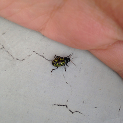 Zygogramma signatipennis