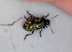 Zygogramma signatipennis