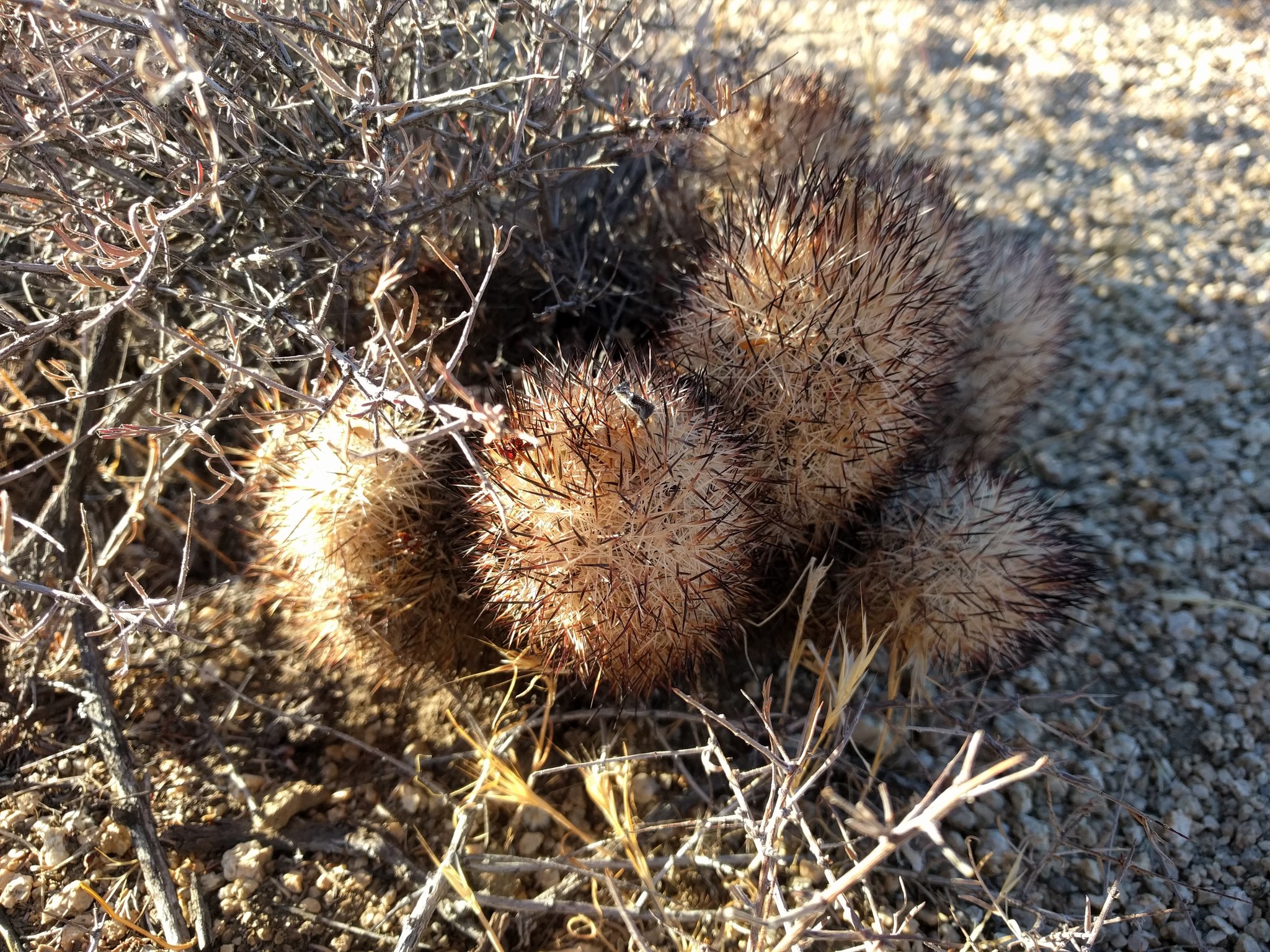 Pelecyphora alversonii