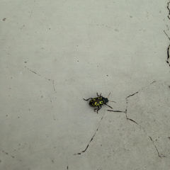 Zygogramma signatipennis