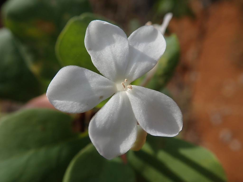 Tirpitzia sinensis