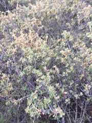Quercus striatula