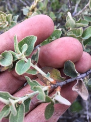 Quercus striatula