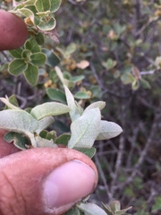 Quercus striatula