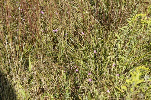 Image of Agalinis decemloba by (c) Alex Karasoulos, some rights reserved (CC BY)