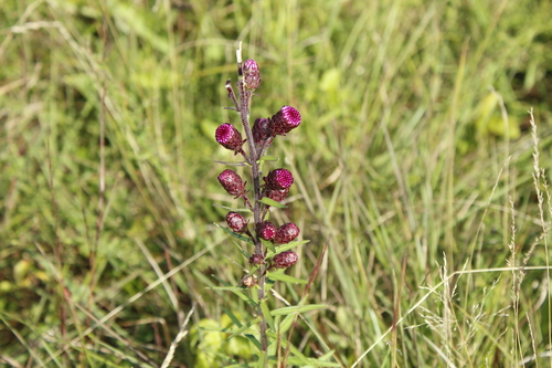 Image of Liatris novae by (c) Alex Karasoulos, some rights reserved (CC BY)