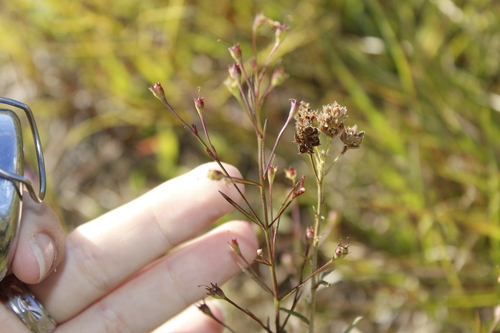 Image of Agalinis decemloba by (c) Alex Karasoulos, some rights reserved (CC BY)