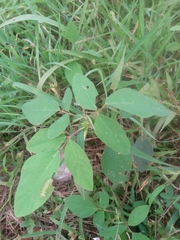 Desmodium tortuosum