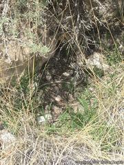 Masticophis taeniatus taeniatus