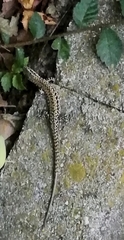 Podarcis muralis