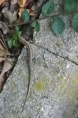 Podarcis muralis