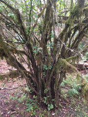 Viburnum ellipticum