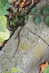 Podarcis muralis