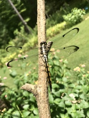 Libellula axilena