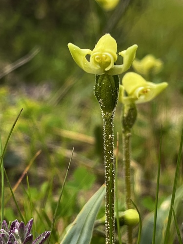 Image of Disperis villosa by no rights reserved