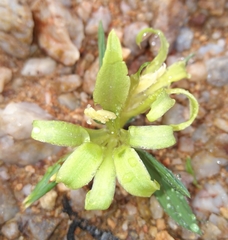 Babiana horizontalis