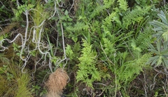 Asplenium adiantum-nigrum solidum