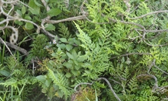 Asplenium adiantum-nigrum solidum