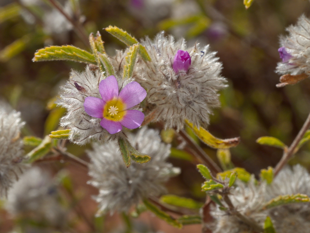 Waltheria virgata