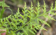 Asplenium adiantum-nigrum solidum