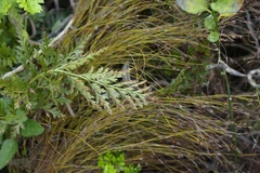 Asplenium adiantum-nigrum solidum