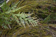 Asplenium adiantum-nigrum solidum