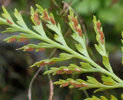 Asplenium adiantum-nigrum solidum