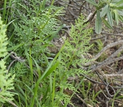 Asplenium adiantum-nigrum solidum