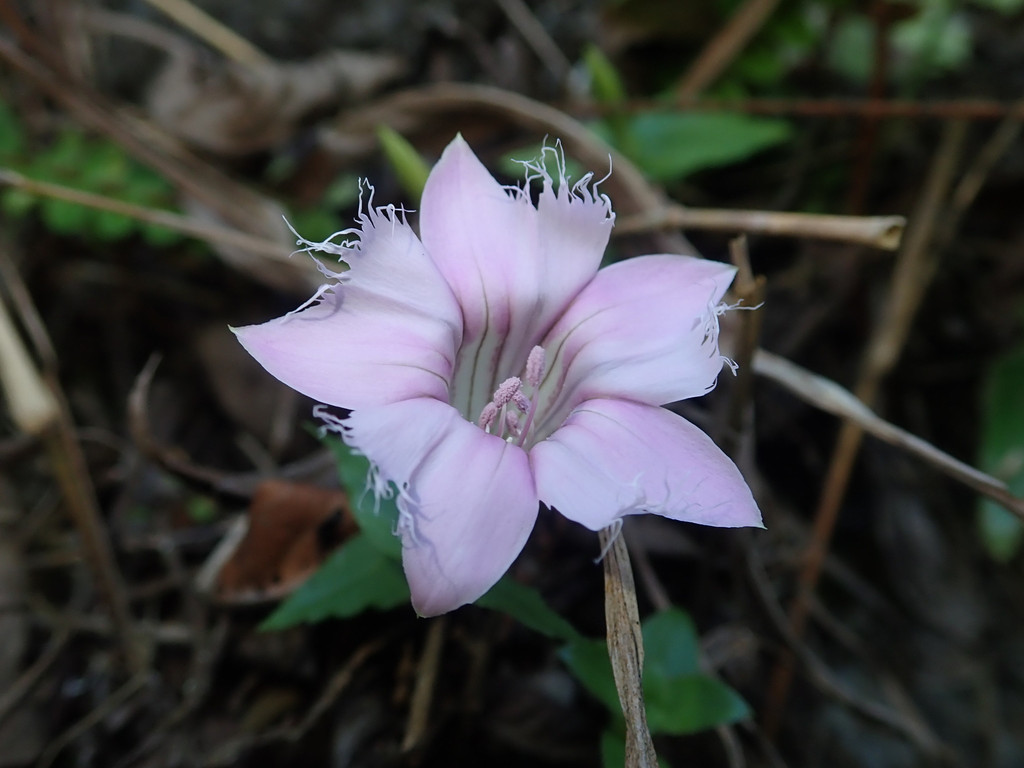Metagentiana rhodantha