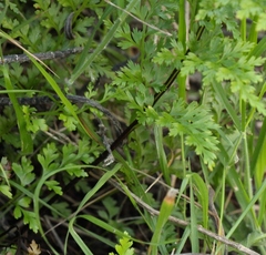 Asplenium adiantum-nigrum solidum