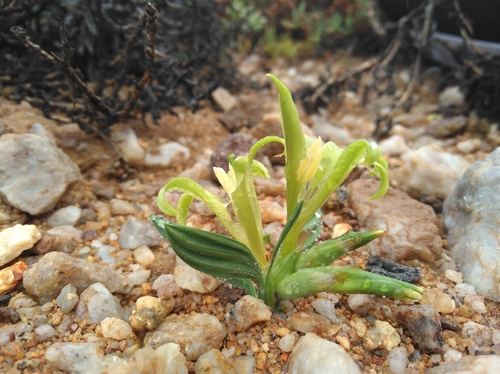 Image of Babiana horizontalis by (c) Brian du Preez, some rights reserved (CC BY-SA)
